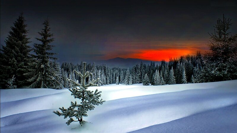 Snow-covered Pine Tree — White, Dramatic, Sunset, Photograph