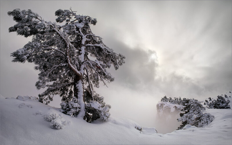 Snow-covered Pine Tree — White, Dramatic