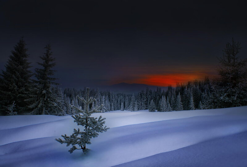 Snow-covered Pine Tree — White, Serene, Sunset, Photograph