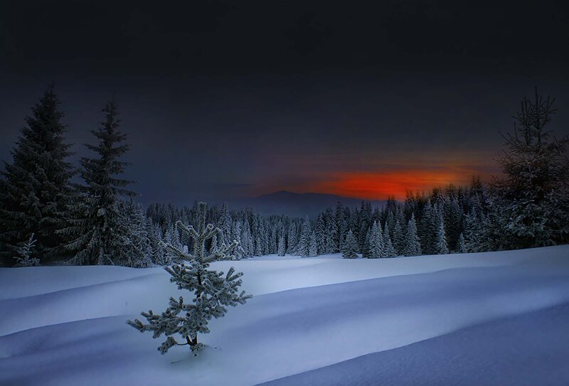 Snow-covered Pine Tree — White, Serene, Sunset