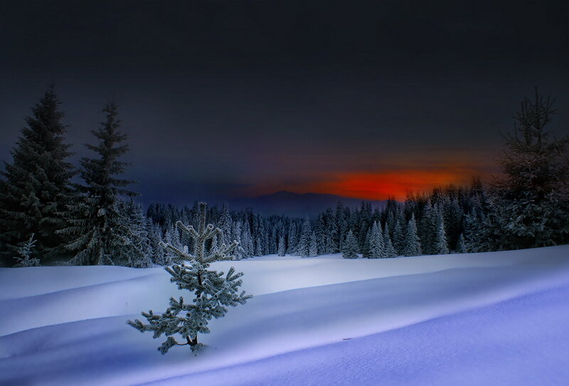 Snow-covered Pine Tree — White, Serene