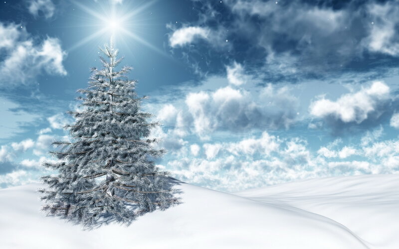 Snow-covered Pine Tree — White, Serene, Winter, Digital Art, Snow