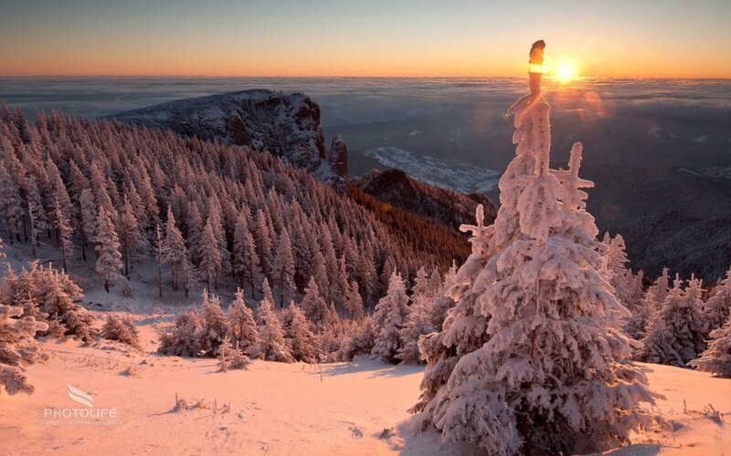 Snow-covered Pine Tree — White, Serene, Winter, Photograph, Forest, Mountain