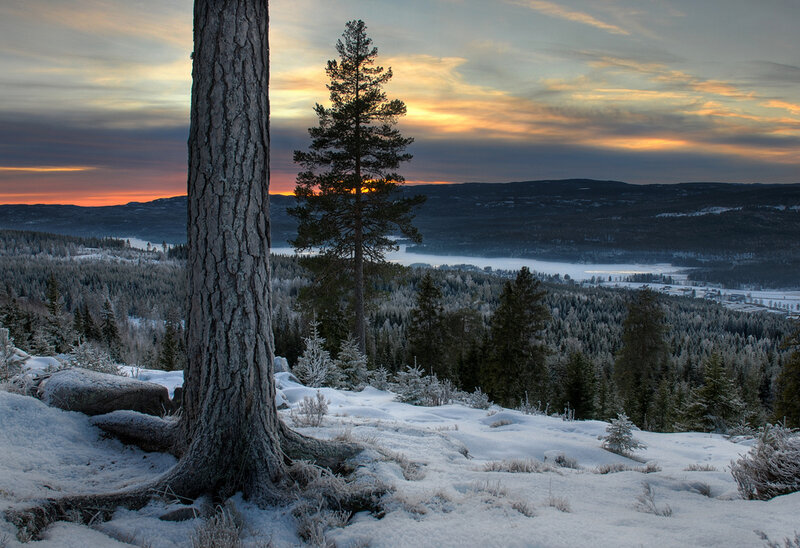 Snow-covered Pine Tree — White, Serene, Winter, Photograph, Forest, Mountains