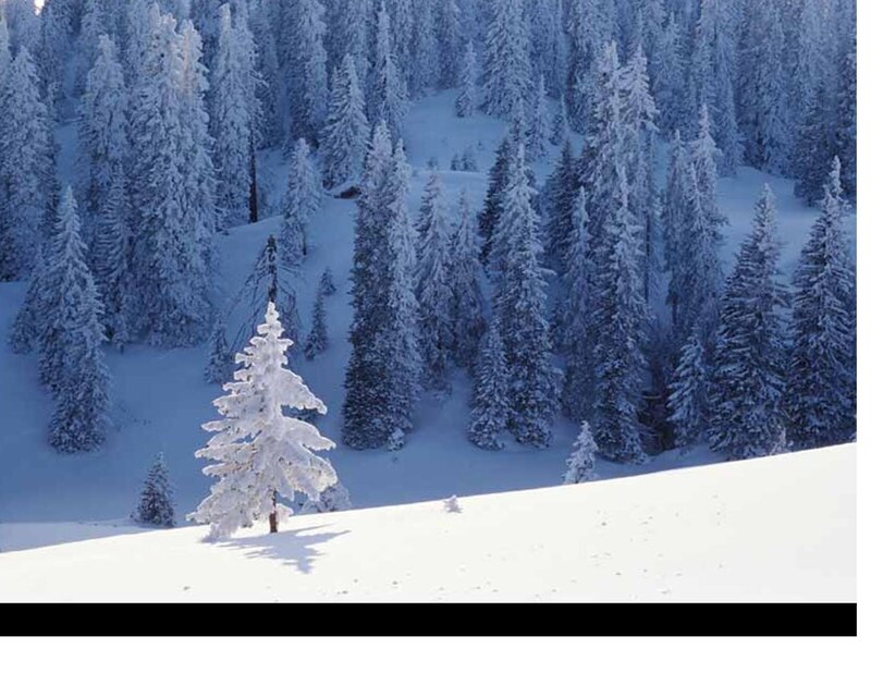 Snow-covered Pine Tree — White, Serene, Winter, Photograph, Forest, Snow