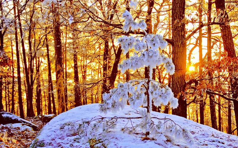 Snow-covered Pine Tree — White, Serene, Winter, Photograph, Forest