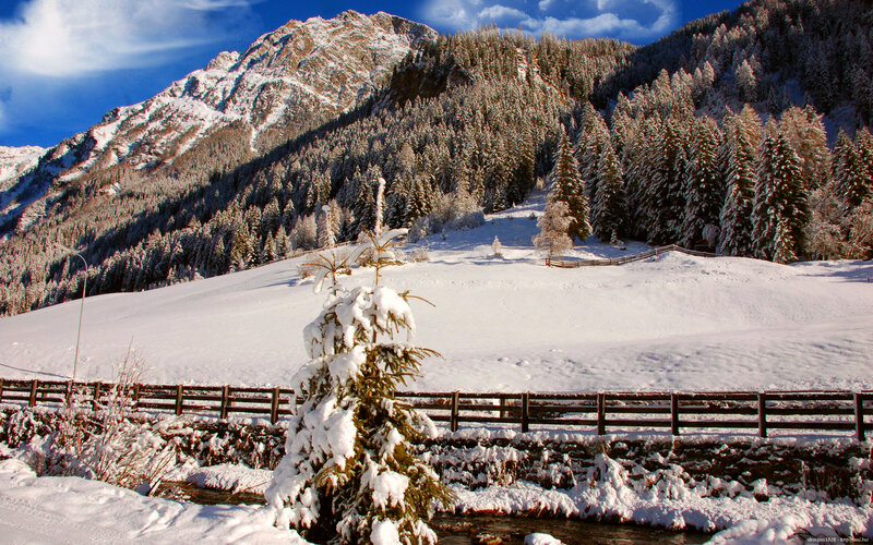 Snow-covered Pine Tree — White, Serene, Winter, Photograph, Mountain, Forest
