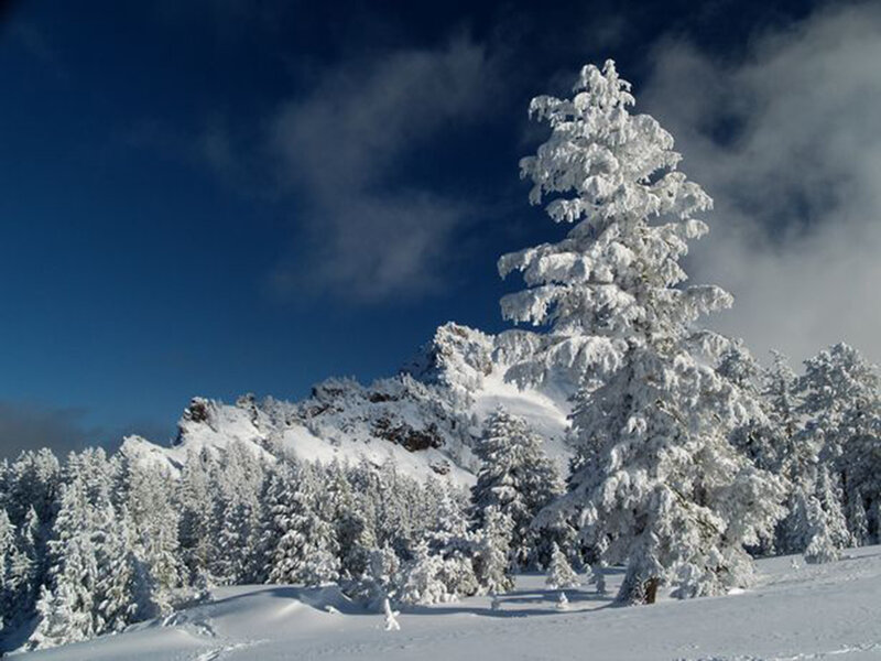 Snow-covered Pine Tree — White, Serene, Winter, Photograph, Mountain