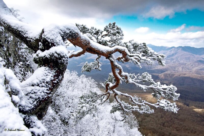 Snow-covered Pine Tree — White, Serene, Winter, Photograph, Mountains