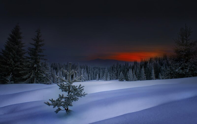 Snow-covered Pine Tree — White, Serene, Winter, Photograph, Snow, Forest, Mountains