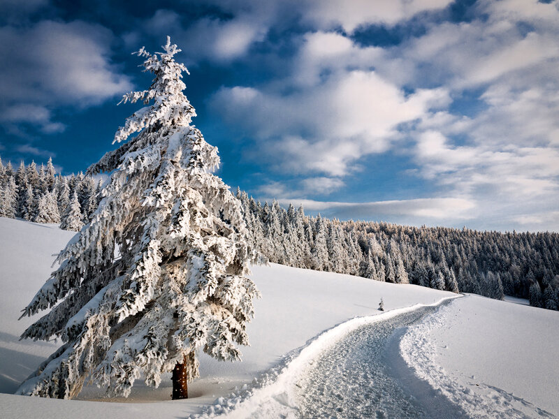 Snow-covered Pine Tree — White, Serene, Winter, Photograph, Snow, Forest, Path