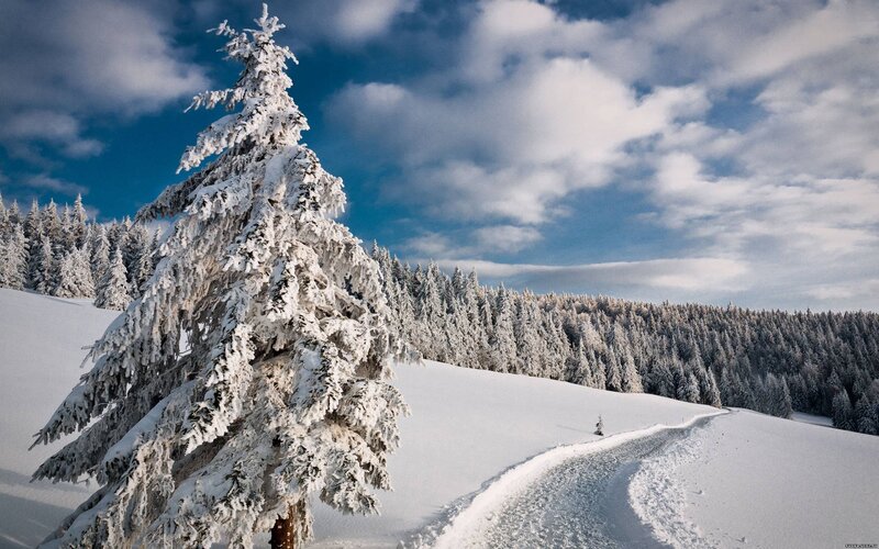 Snow-covered Pine Tree — White, Serene, Winter, Photograph, Snow, Forest, Sky, Blue, Green