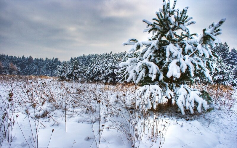 Snow-covered Pine Tree — White, Serene, Winter, Photograph, Snow, Forest, Sky, Dry Grass, Green, Gray