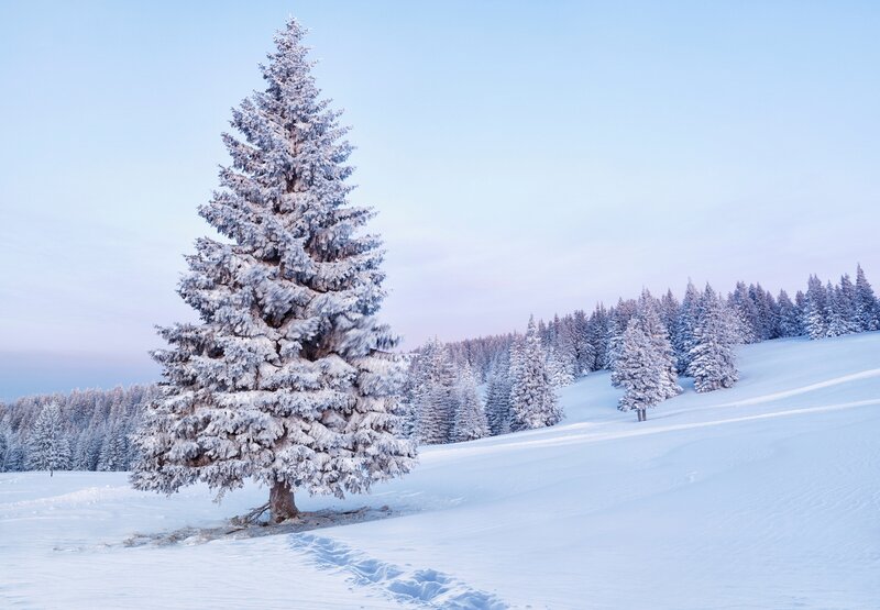 Snow-covered Pine Tree — White, Serene, Winter, Photograph, Snow, Forest, Sky
