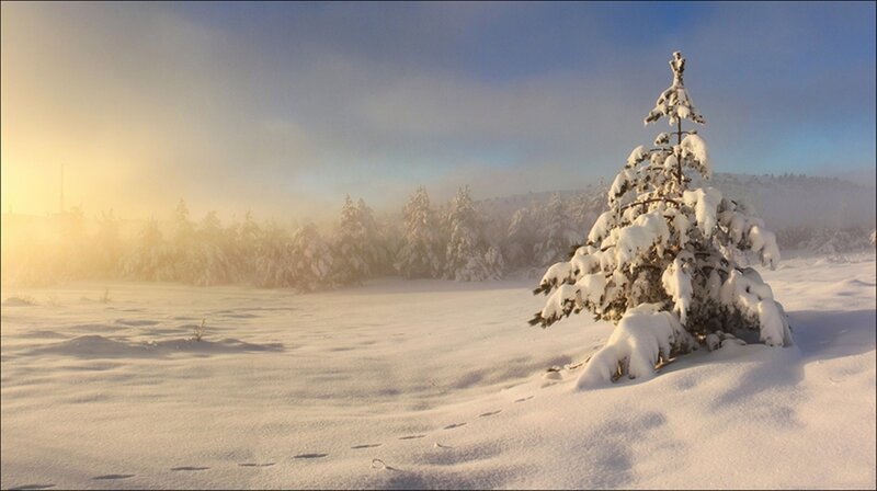 Snow-covered Pine Tree — White, Serene, Winter, Photograph, Snow, Forest
