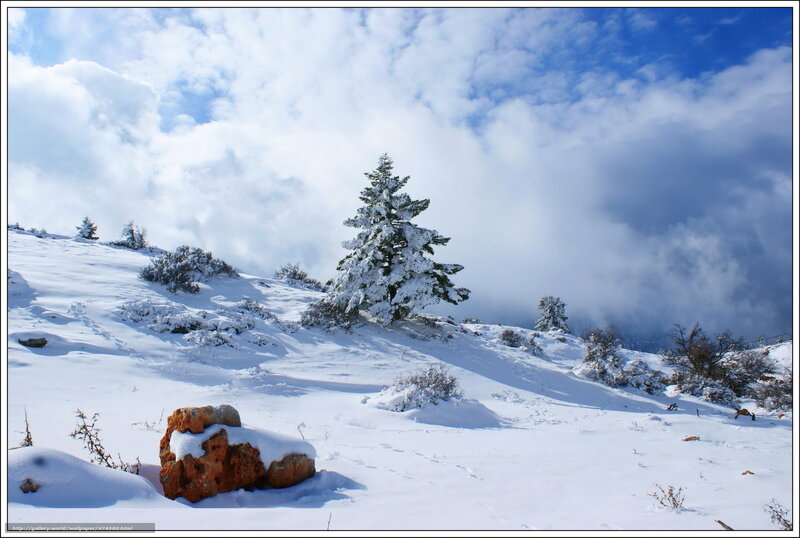 Snow-covered Pine Tree — White, Serene, Winter, Photograph, Snow, Rock