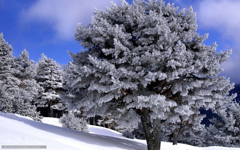 Snow-covered Pine Tree — White, Serene, Winter, Photograph, Snow, Sky, Forest