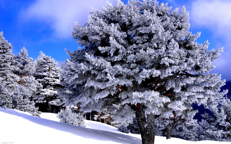 Snow-covered Pine Tree — White, Serene, Winter, Photograph, Snow, Sky