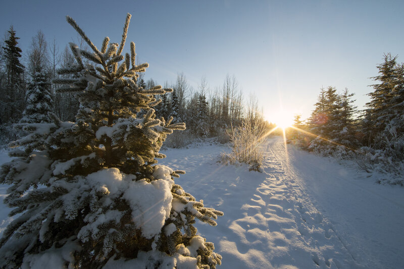 Snow-covered Pine Tree — White, Serene, Winter, Photograph, Snow, Sun, Forest