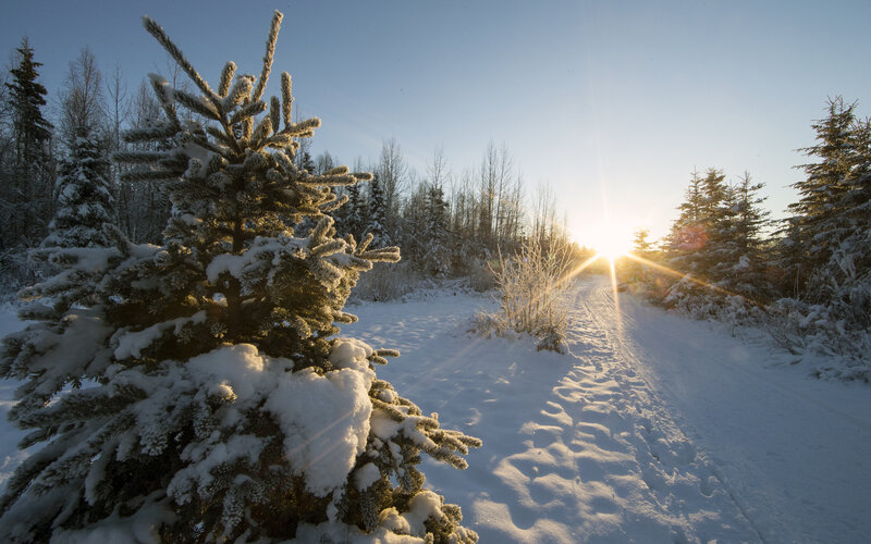 Snow-covered Pine Tree — White, Serene, Winter, Photograph, Snow, Sun