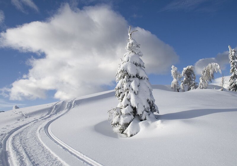 Snow-covered Pine Tree — White, Serene, Winter, Photograph, Snow, Trees