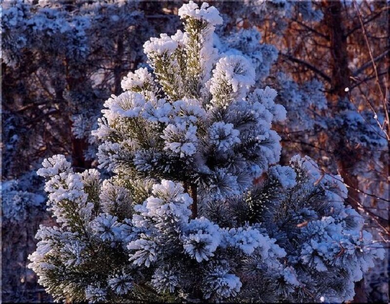 Snow-covered Pine Tree — White, Serene, Winter, Photograph