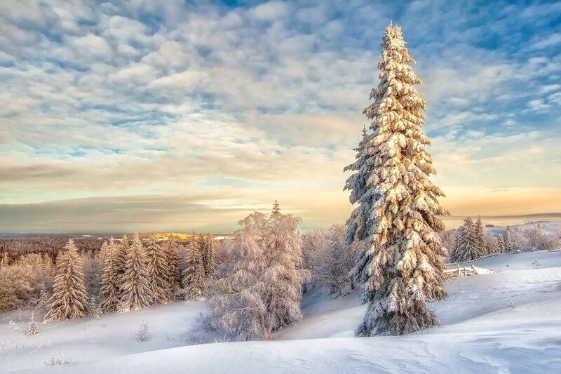 Snow-covered Pine Tree — White, Serene, Winter, Photograph, Trees, Snow