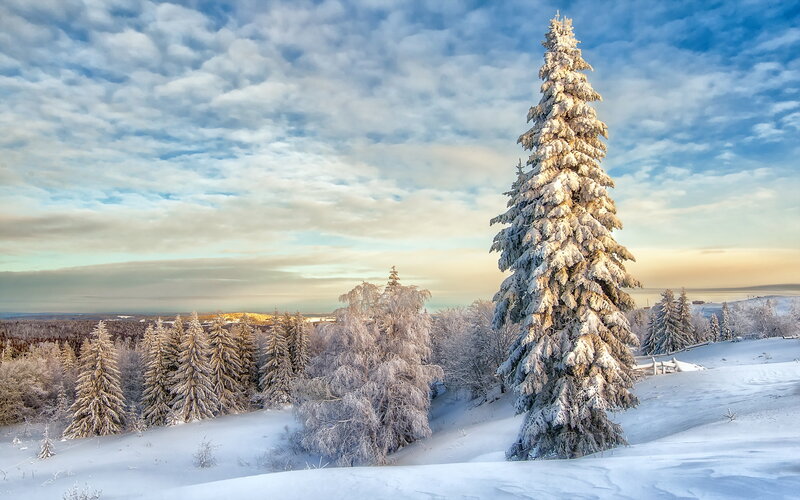 Snow-covered Pine Tree — White, Serene, Winter, Photograph, Trees