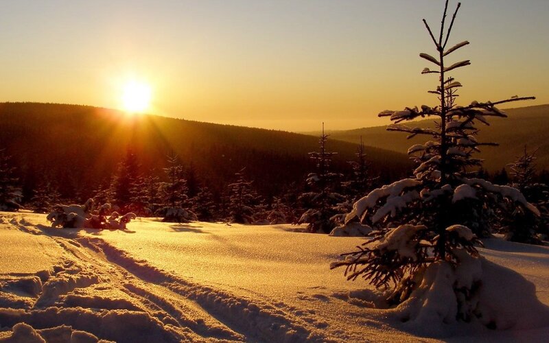 Snow-covered Pine Tree — Yellow, Serene
