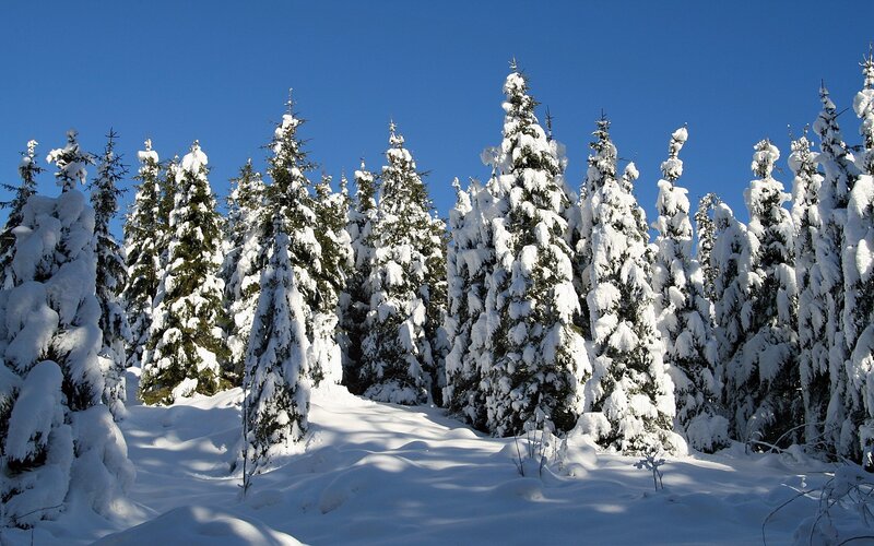 snow-covered pine trees