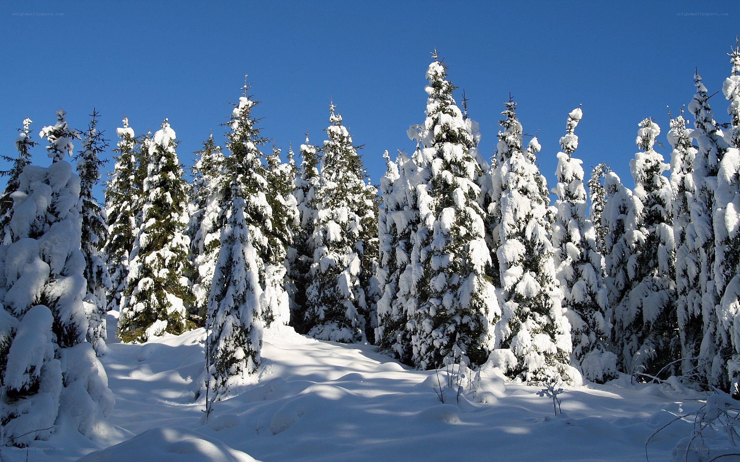 snow-covered pine trees