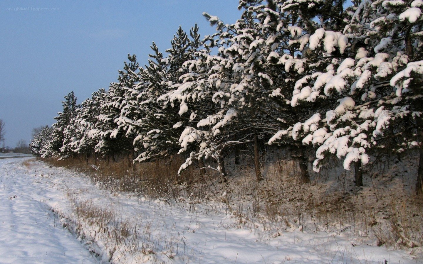 snow-covered pine trees