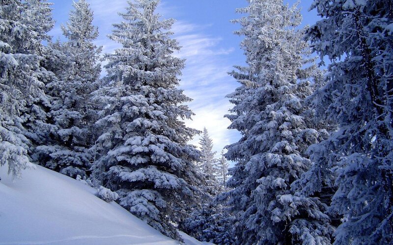 snow-covered pine trees