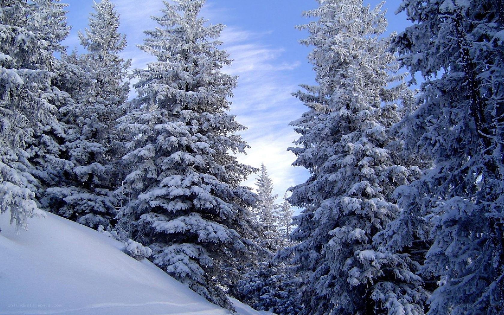 snow-covered pine trees
