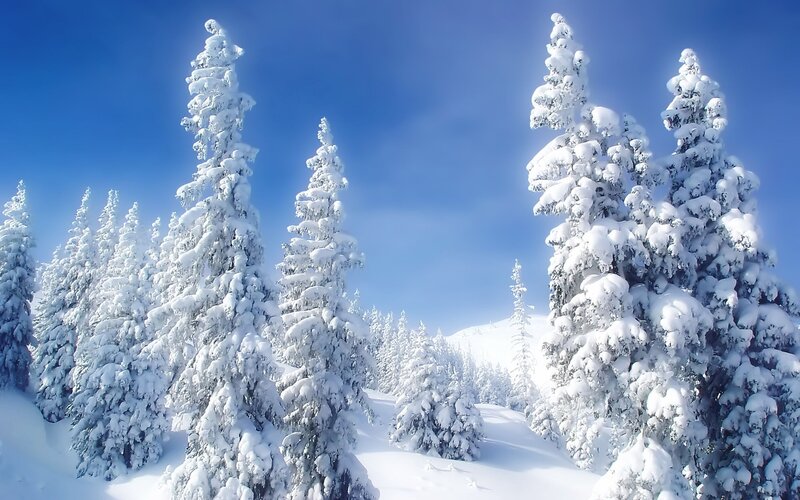 snow-covered pine trees