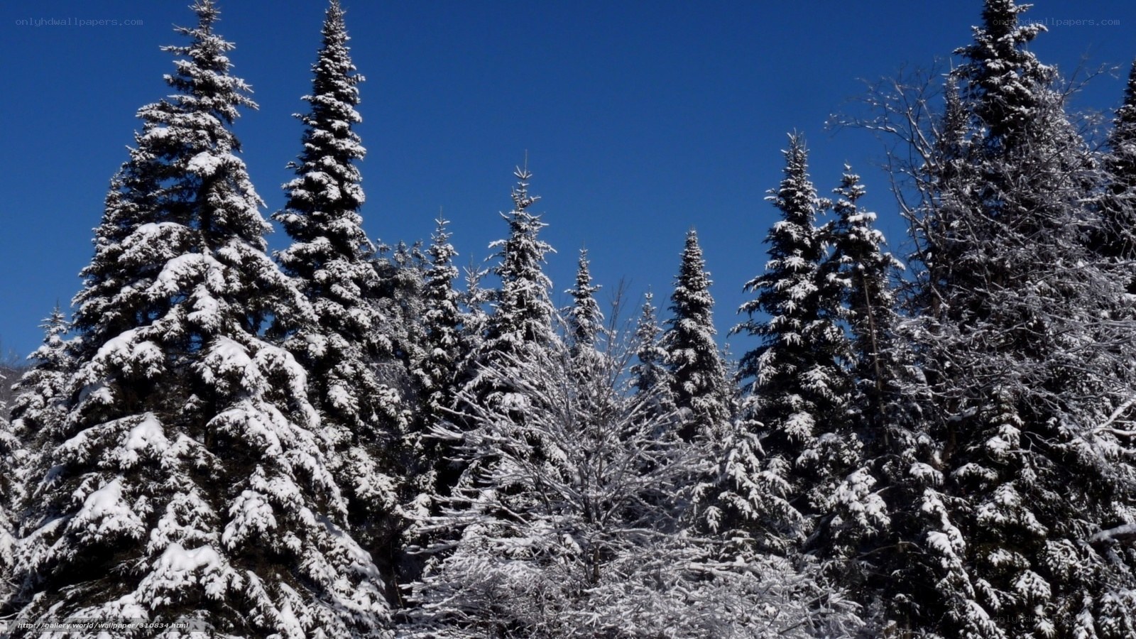 Snow-covered pine trees