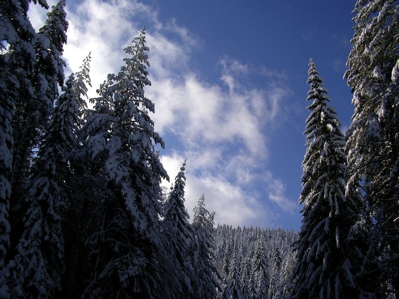 Snow-covered pine trees