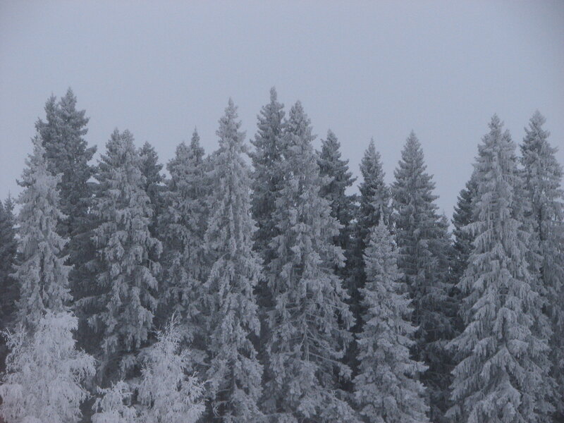 snow-covered pine trees