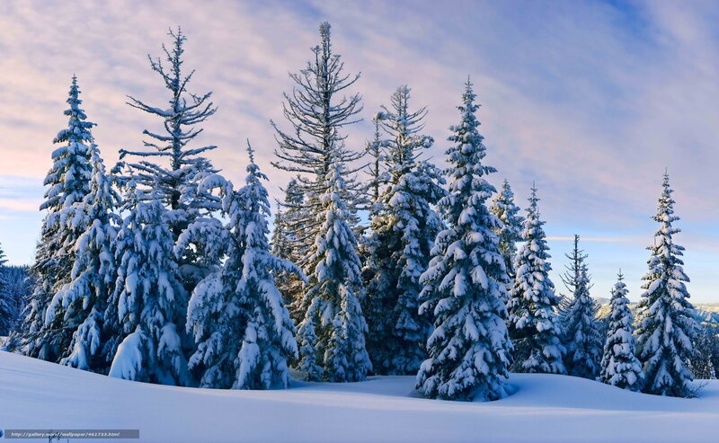 Snow-covered pine trees at dawn