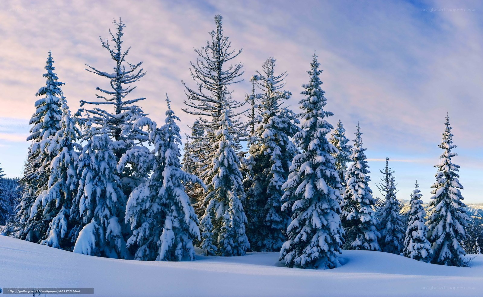 Snow-covered pine trees at dawn