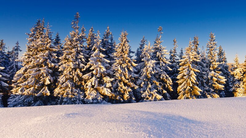 snow-covered pine trees at sunrise