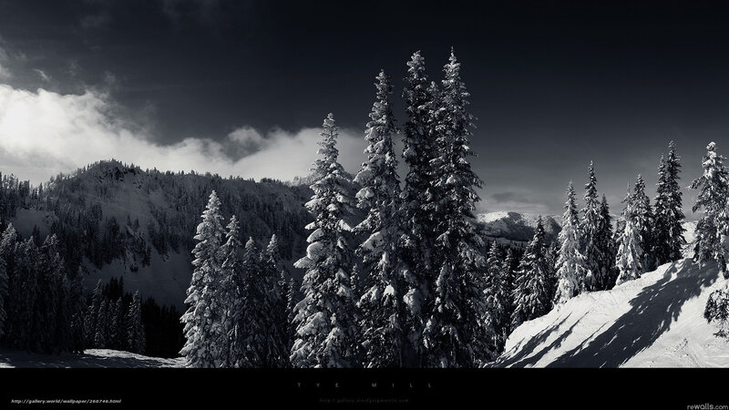 Snow-covered Pine Trees — Black, Dramatic