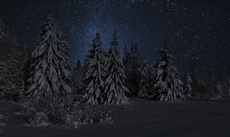 Snow-covered Pine Trees — Black, Serene, Night, Photograph