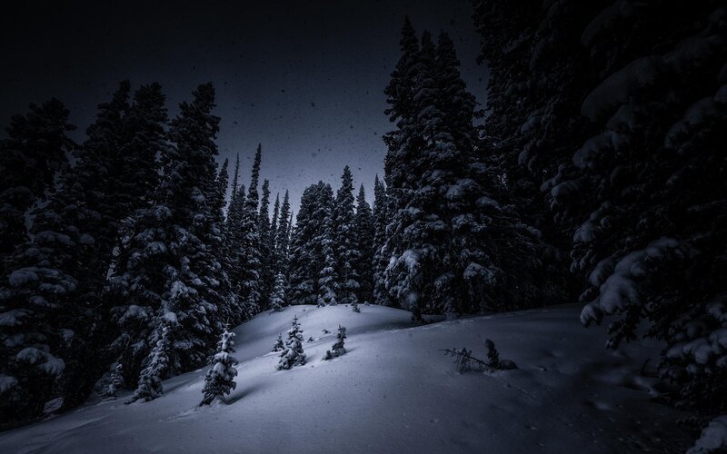 Snow-covered Pine Trees — Black, Serene, Night