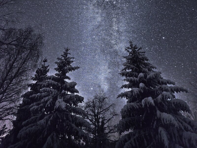 Snow-covered Pine Trees — Black, Serene