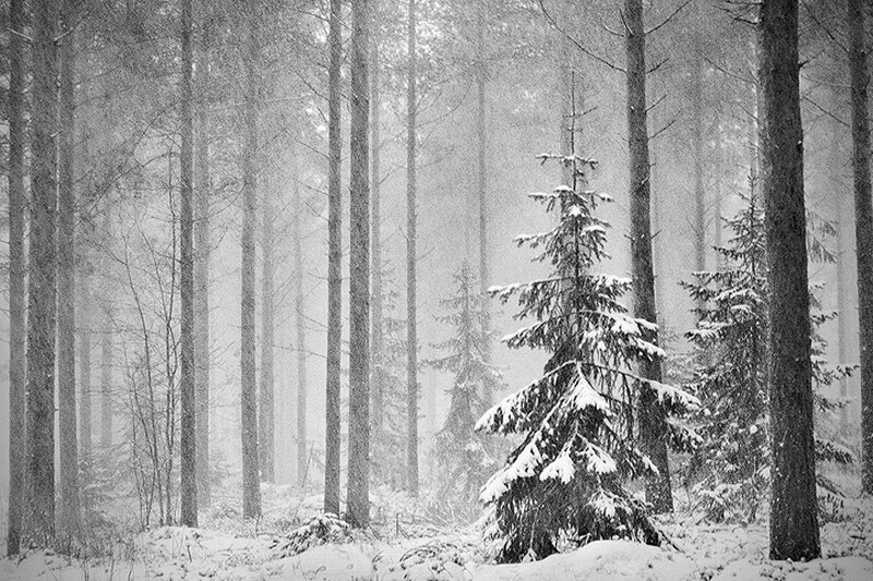 Snow-covered Pine Trees — Black