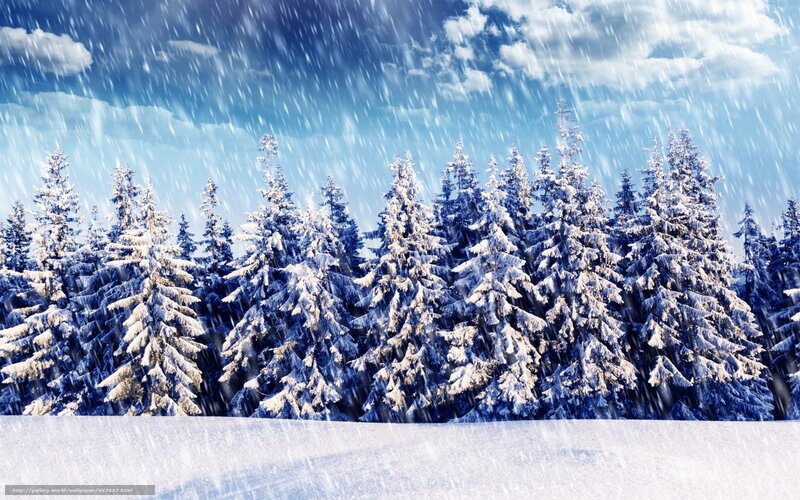Snow-covered Pine Trees — Blue, Cold