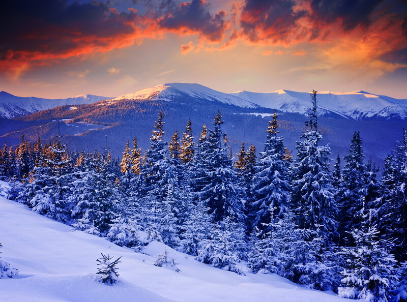 Snow-covered Pine Trees — Blue, Dramatic, Sunset, Photograph, Mountains