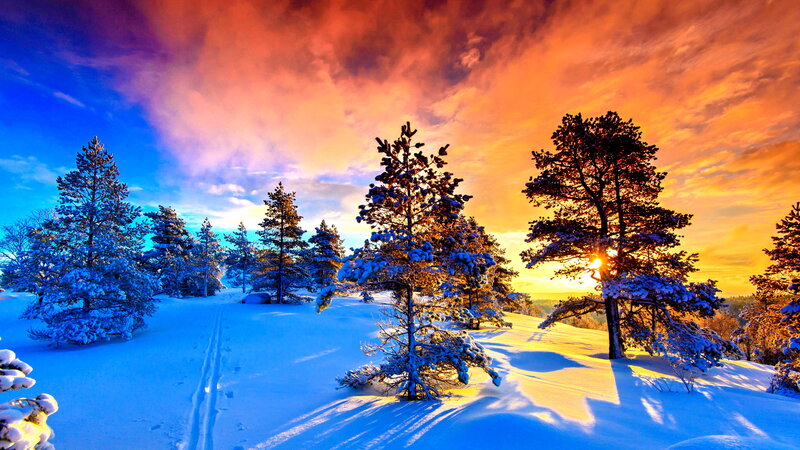Snow-covered Pine Trees — Blue, Dramatic, Sunset, Photograph, Pine Trees, Snow