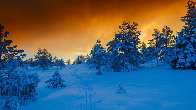 Snow-covered Pine Trees — Blue, Dramatic, Sunset, Photograph, Snow, Sky, Footprints